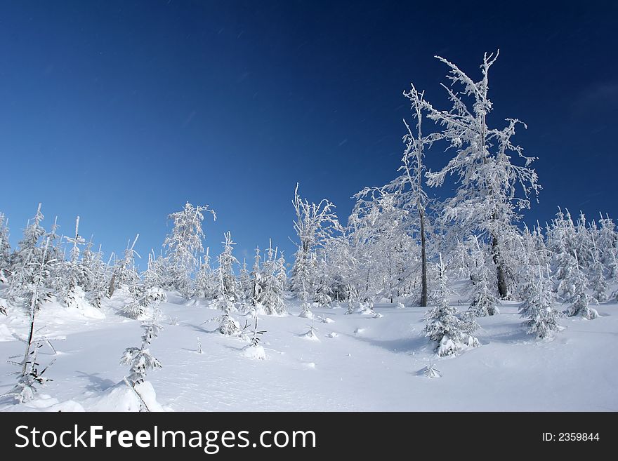 Small trees in the deep snow