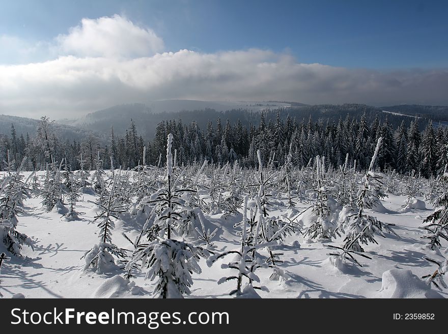 Small pines in the deep snow and blue sky. Small pines in the deep snow and blue sky