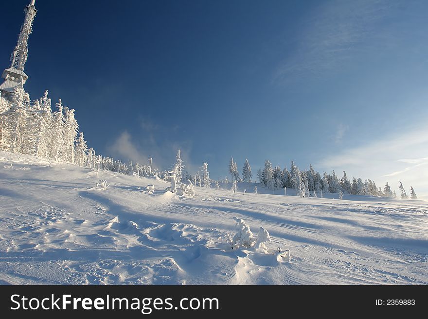 Pines on the hillside in the sunny cold day