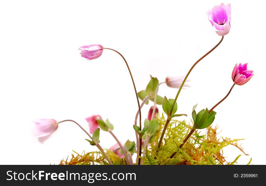 Anemone in white background (spring concept or romance concept)