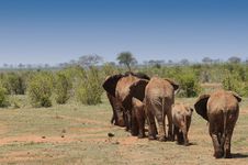 Elephant Family Stock Photo