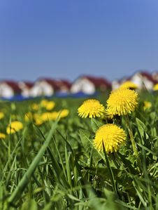 Spring Dandelions Next To The Village Stock Photo Spring Dandelions Next To The Village Stock Photo