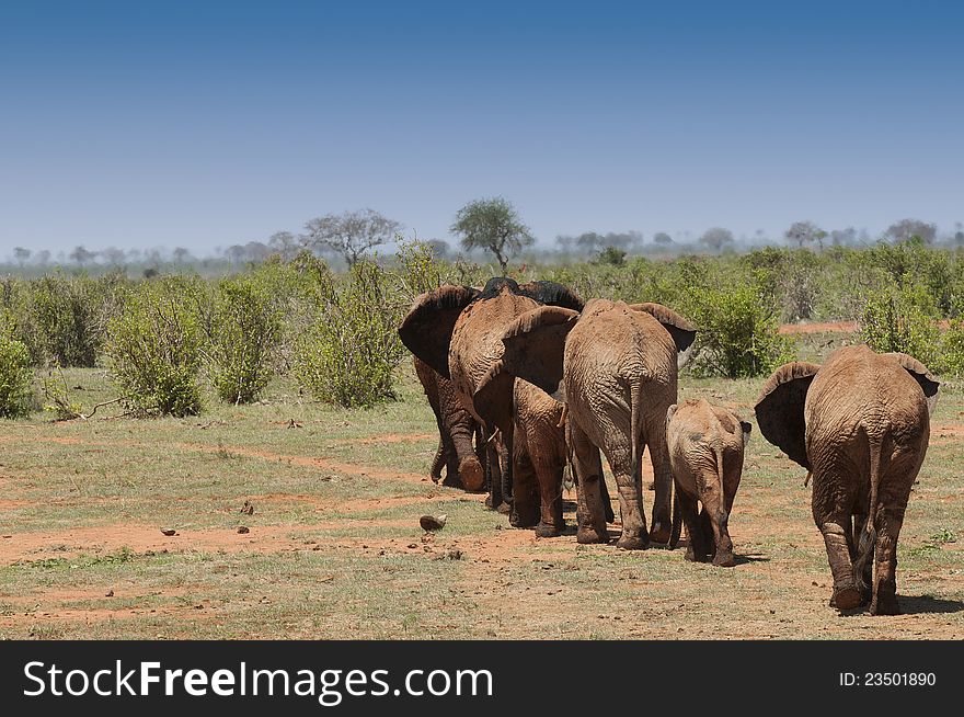 Elephant Family in Tsavo East, Kenya