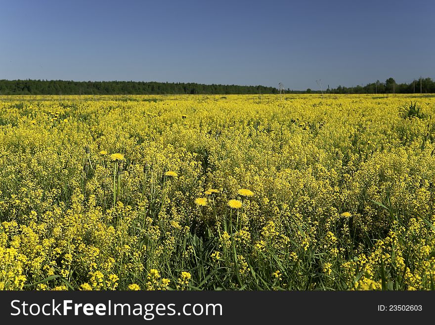 Yellow rape field with dandelions in front