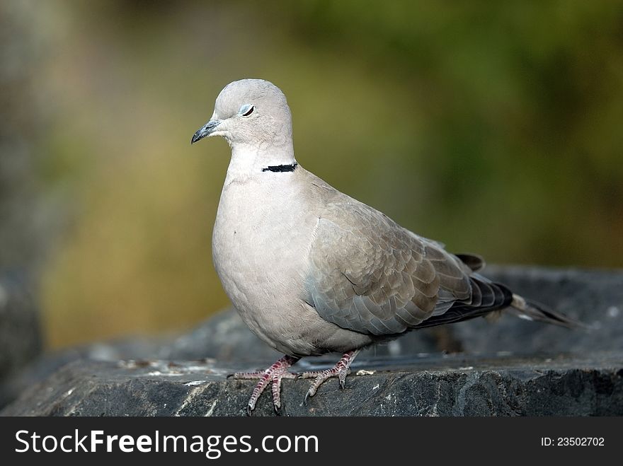 Grey dove on the rock