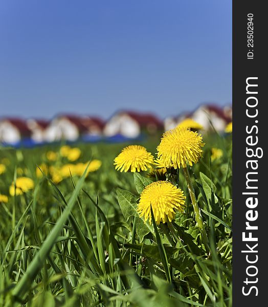 Spring dandelions close-up next to the village. Spring dandelions close-up next to the village