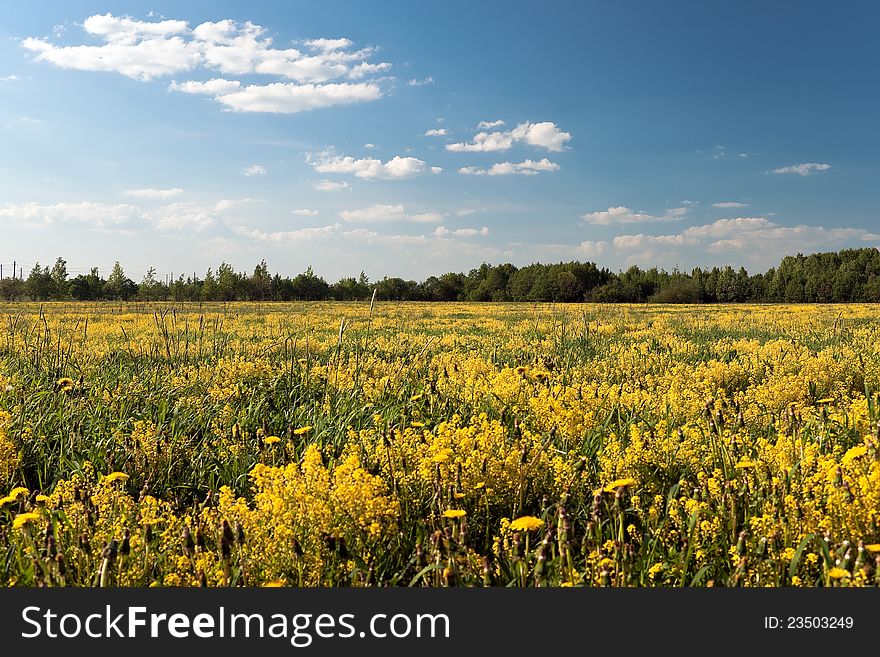 Yellow field with dandelions in front. Yellow field with dandelions in front
