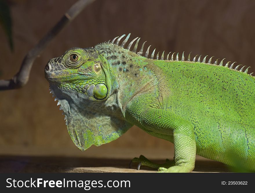 Portrait of a green Iguana