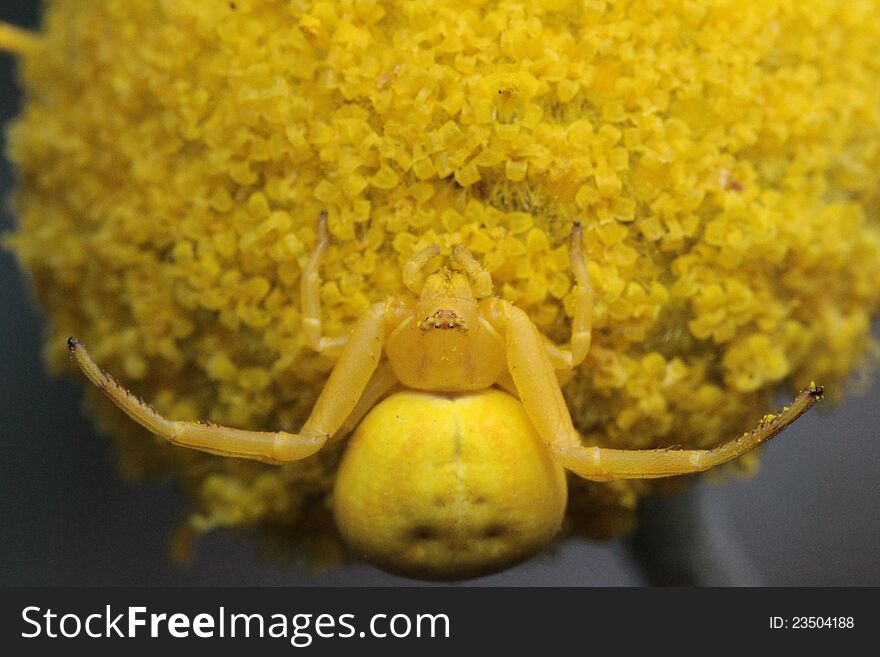 Spider well camouflaged in a flower