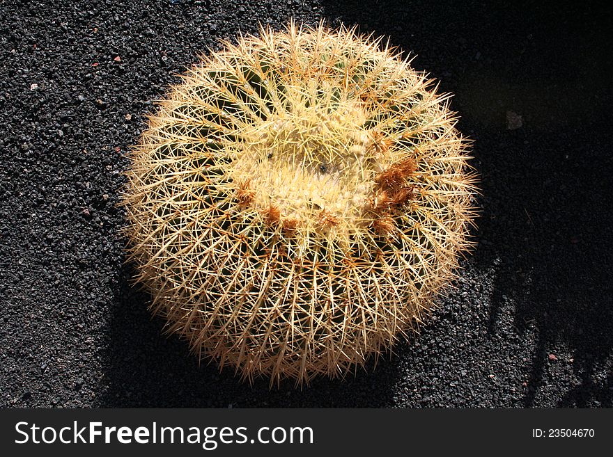 Prickly cactus on black sandy ground