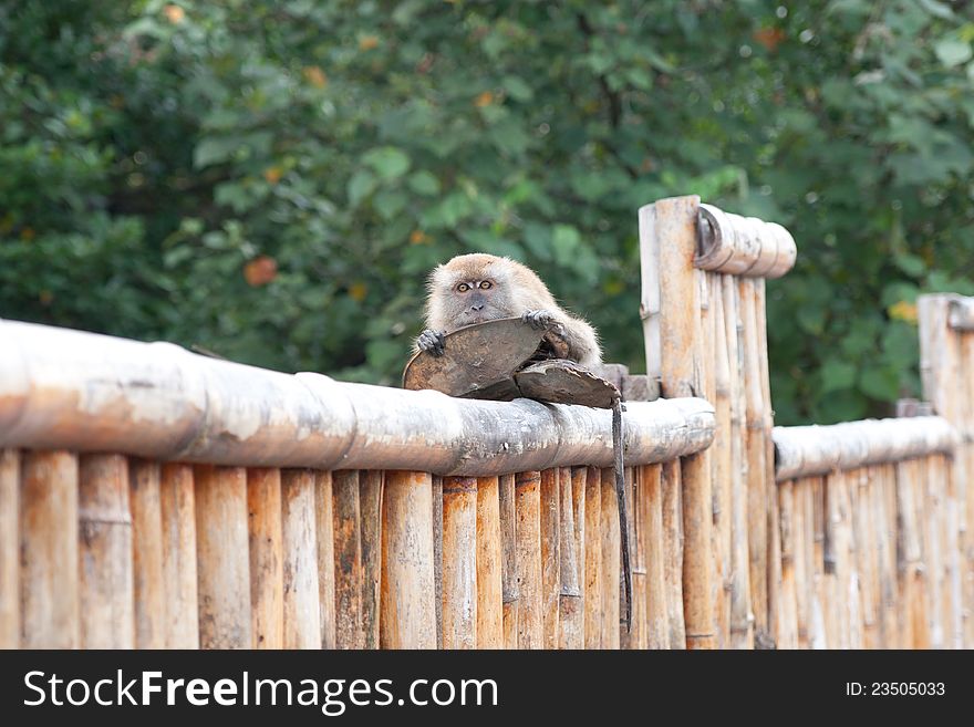 A Female Macaque Eating A Horseshoe Crab