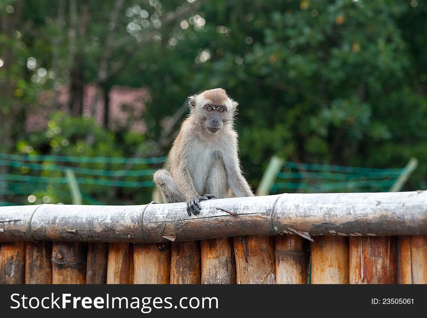 Macaque On The Fence