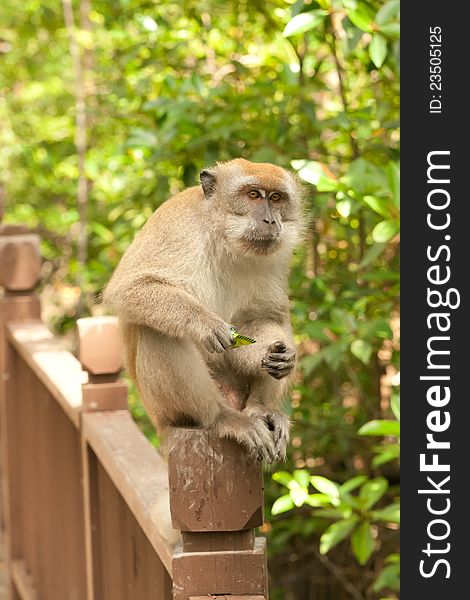 A Macaca fascicularis, also known as a macaque. A Macaca fascicularis, also known as a macaque