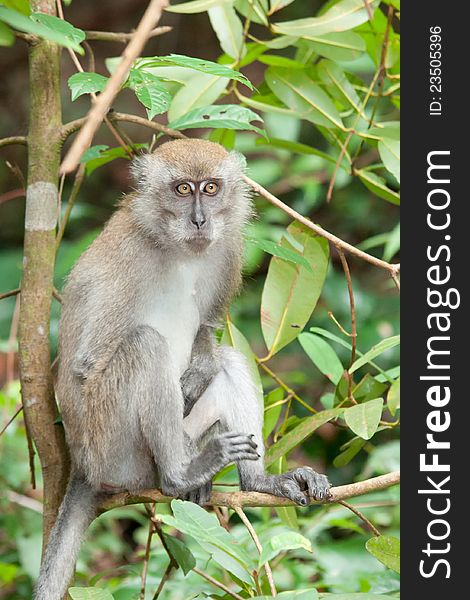 A Macaca fascicularis, also known as a macaque. A Macaca fascicularis, also known as a macaque