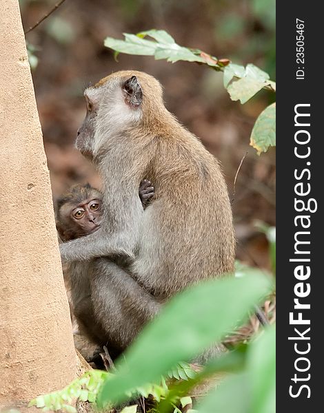 A Macaca fascicularis, also known as a macaque. A Macaca fascicularis, also known as a macaque