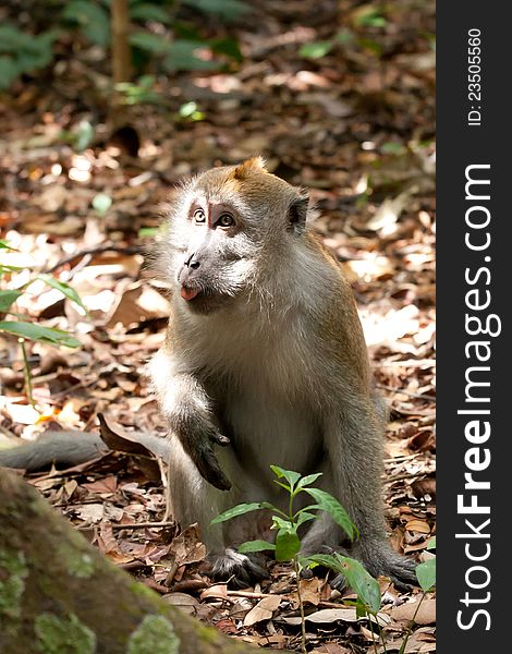 A Macaca fascicularis, also known as a macaque. A Macaca fascicularis, also known as a macaque