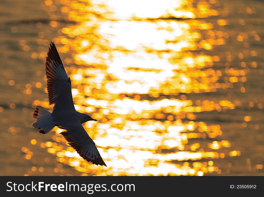 Seagull flying over the sea