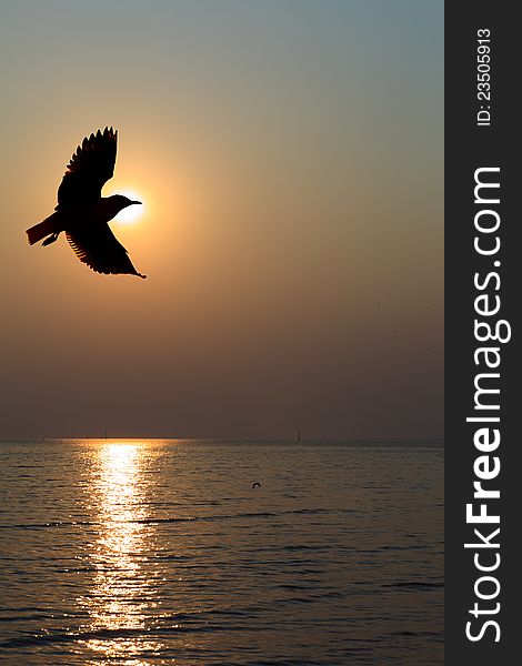 Image of Seagull hover between sunset. Image of Seagull hover between sunset