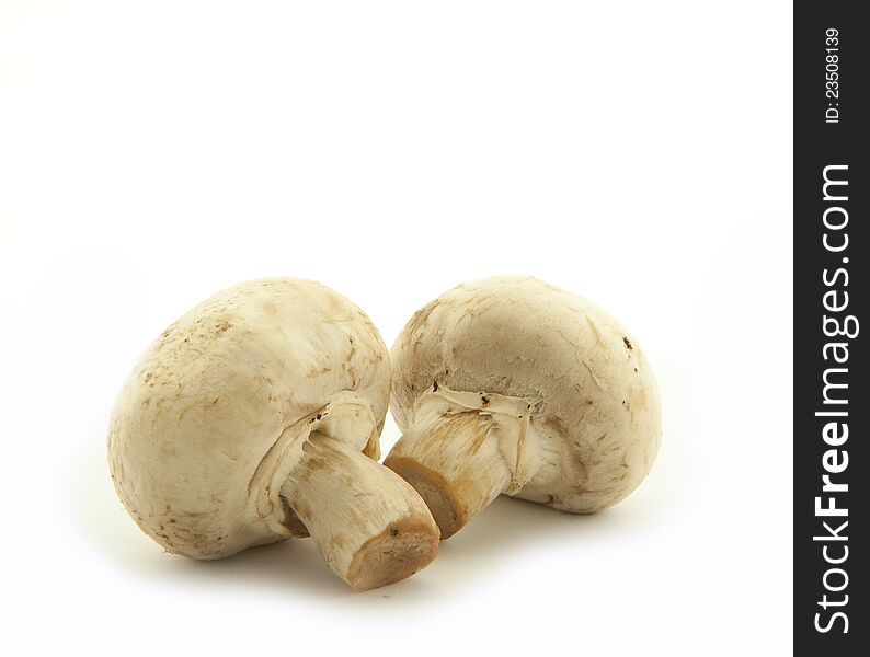 Mushroom champignon on white background