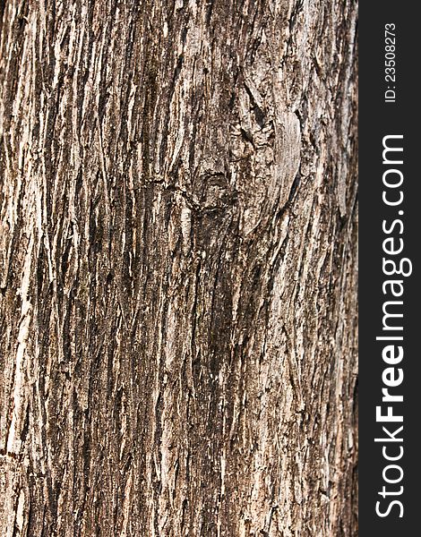 Dry skin tree wood textured. Dry skin tree wood textured