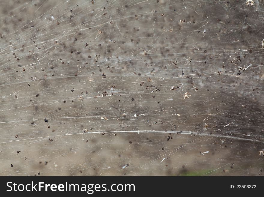 Captured mosquito in the spider's web. Captured mosquito in the spider's web