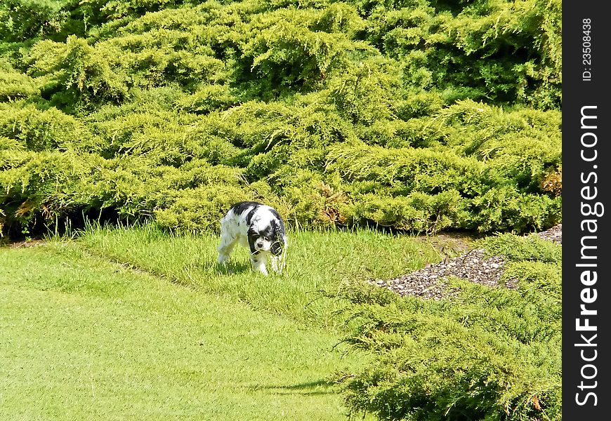 Dog plays under the pine trees. Dog plays under the pine trees