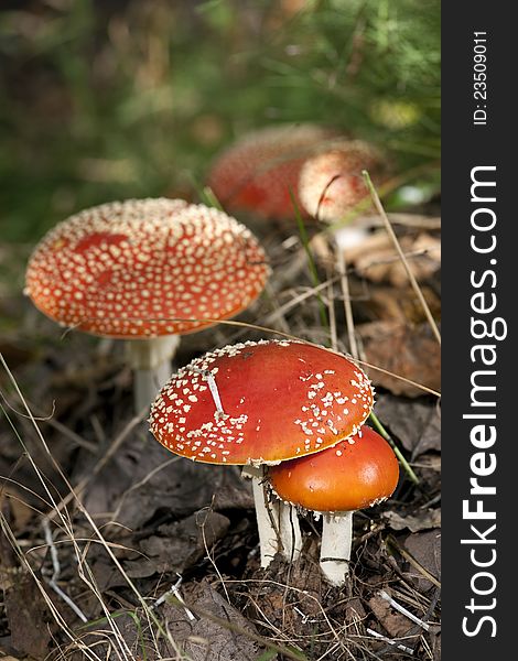 Closeup of fly agaric mushrooms (Amanita muscaria)