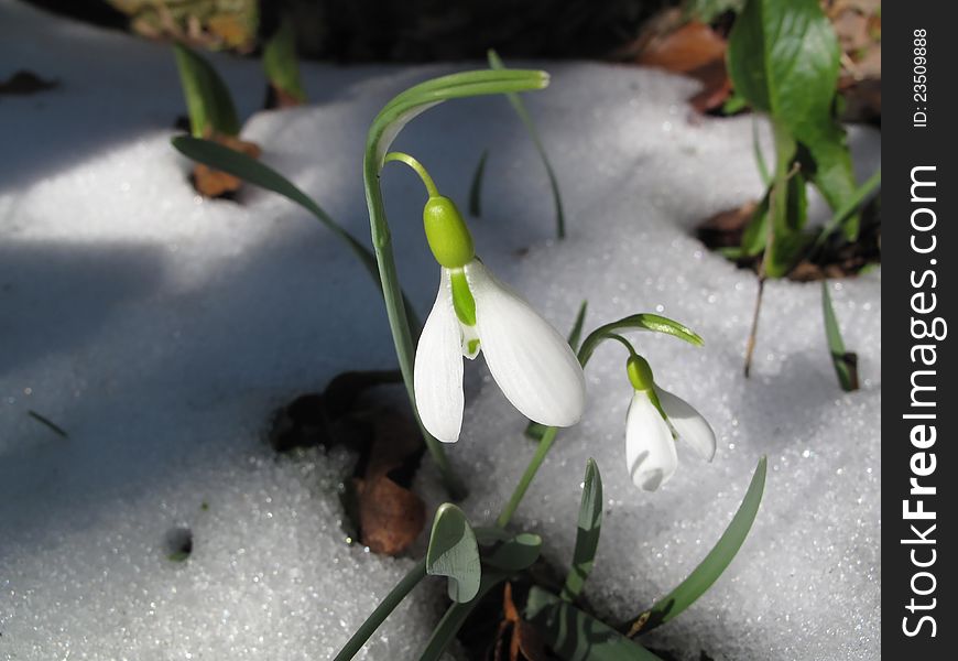 Close up of snowdrops in snow. Close up of snowdrops in snow