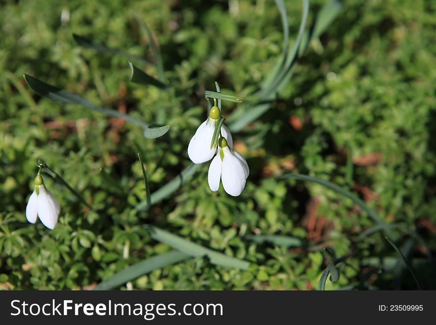 Close up of snowdrops in snow. Close up of snowdrops in snow