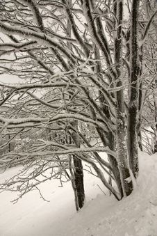 Snowy Trees Stock Photos Snowy Trees Stock Photos