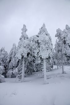 Snowy Trees Royalty Free Stock Photo Snowy Trees Royalty Free Stock Photo