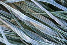 Frozen Grass Royalty Free Stock Images