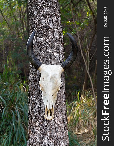 Skull buffalo hang on tree in forest