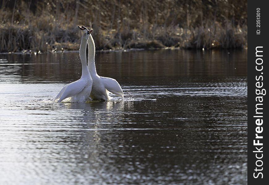 Swans Mating
