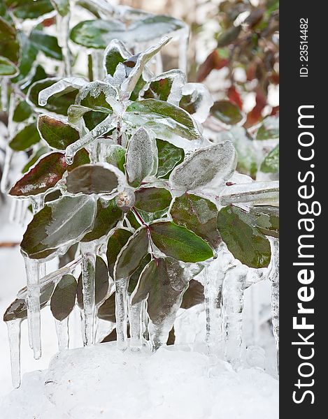 Frozen leaves at the beginning of winter