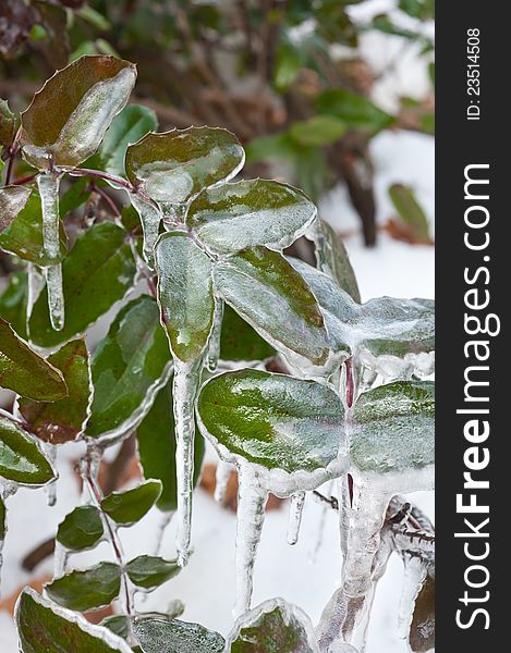 Frozen leaves at the beginning of winter