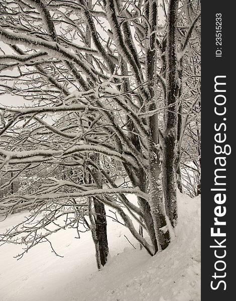 Snowy trees, trees coated with snow, close frostbitten trees, winter in the mountains, winter landscape detail