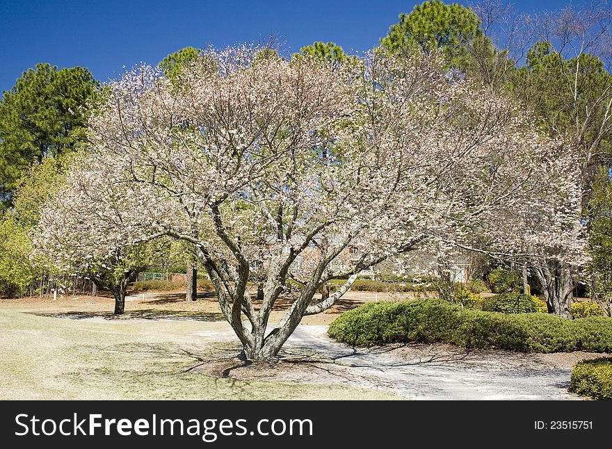 Flowering tree in the spring in South Carolina. Flowering tree in the spring in South Carolina