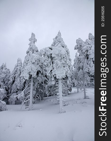 Trees coated with snow, overcast winter day, winter day in the mountains, winter landscape in detail, two snow-coated trees. Trees coated with snow, overcast winter day, winter day in the mountains, winter landscape in detail, two snow-coated trees