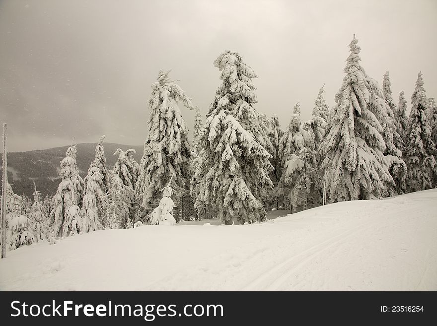 Overcast day in the mountains, the landscape is covered with a thick layer of snow, winter mountain landscape, Covered by Snow trees winter landscape details. Overcast day in the mountains, the landscape is covered with a thick layer of snow, winter mountain landscape, Covered by Snow trees winter landscape details