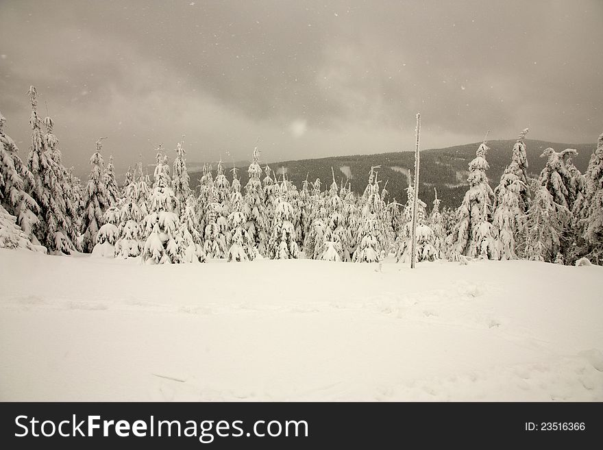 Snowfall in the Eagle Mountains, winter mountain landscape in the Czech Republic, trees covered with snow, footprints in the snow, mountain hiking. Snowfall in the Eagle Mountains, winter mountain landscape in the Czech Republic, trees covered with snow, footprints in the snow, mountain hiking