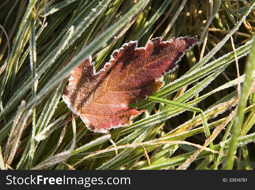 Frosted leaf on grass