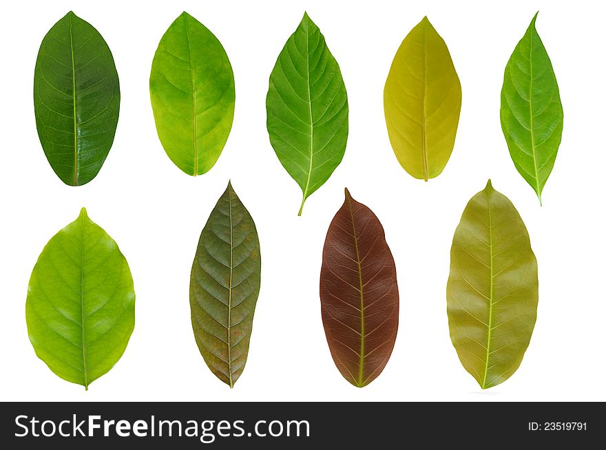 The variety of green and red leaf collection. The variety of green and red leaf collection
