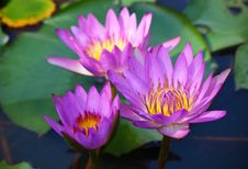Pink Lotus Stock Photography Pink Lotus Stock Photography