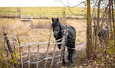 Skinny Horse Outside In Fenced Yard Area Stock Image
