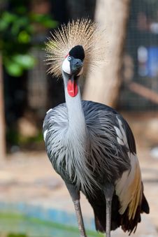 Crowned Crane Stock Photo Crowned Crane Stock Photo