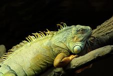 Green Iguana Stock Photo