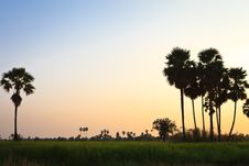 Rice Fields Royalty Free Stock Images Rice Fields Royalty Free Stock Images