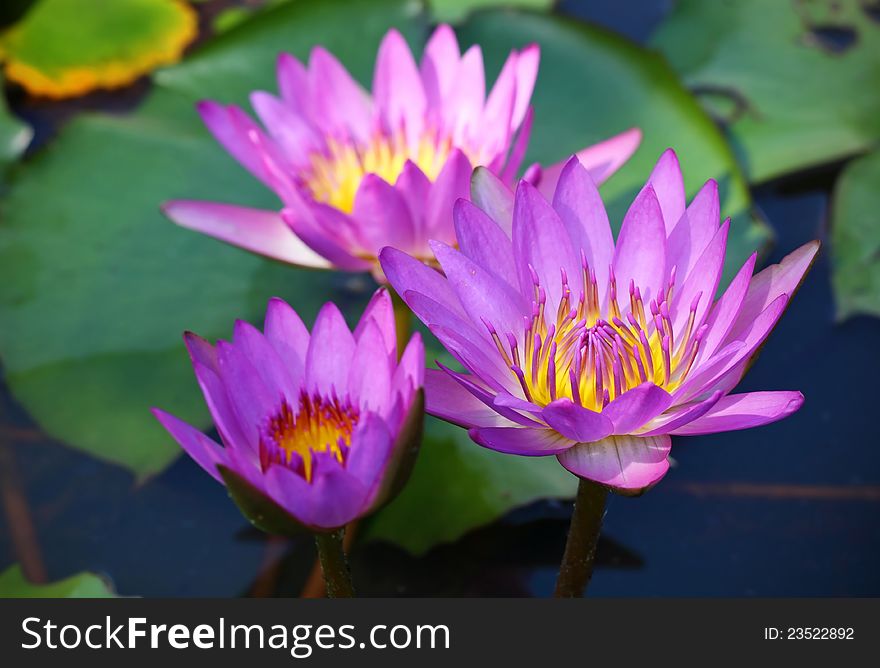 Pink lotus in the pool