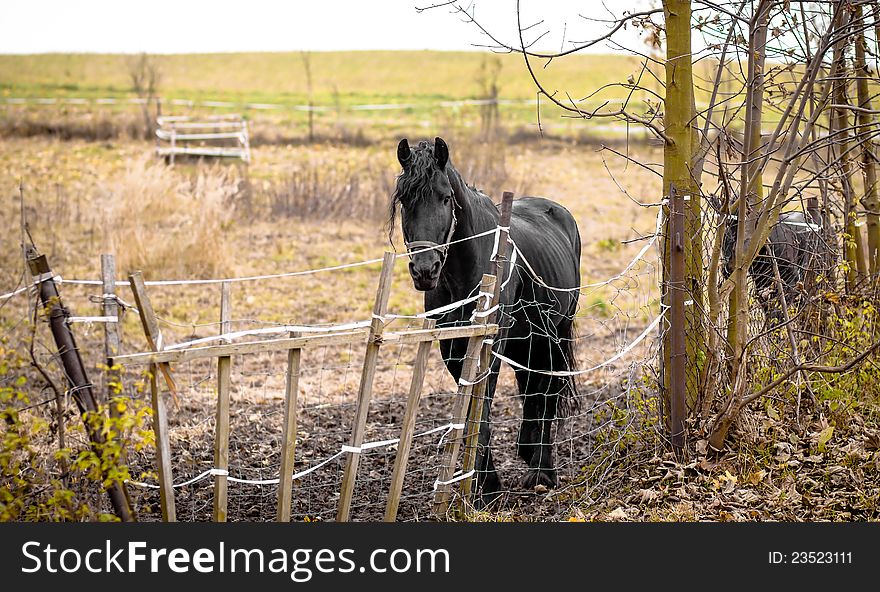 Skinny Horse outside in fenced yard area with ribs showing